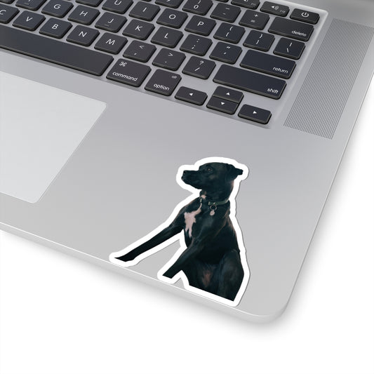 This is Gigi! She is a good pupper who only sometimes eats the furniture. Andrew is her human.